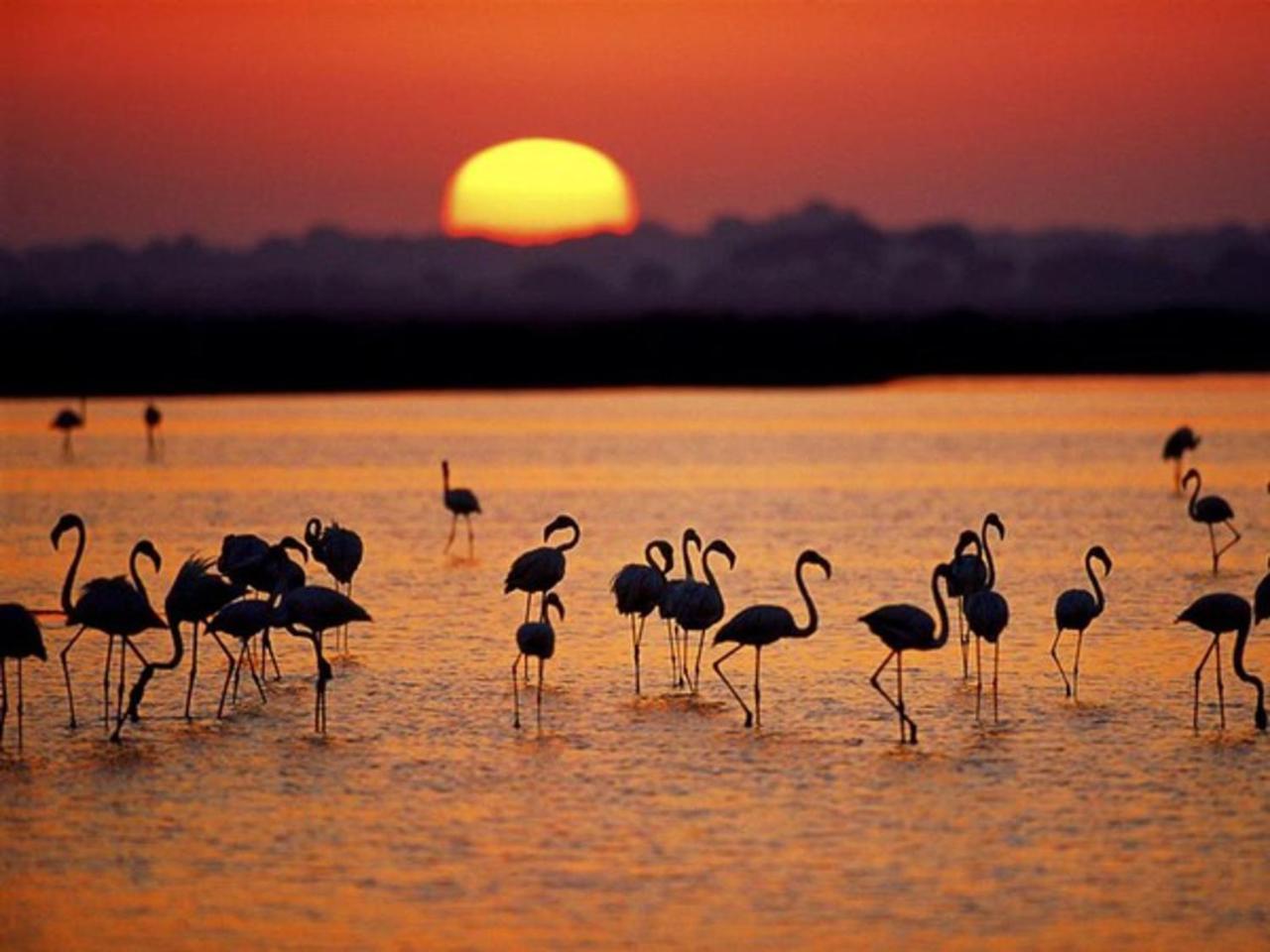 Alojamiento Rural Flamingo El Rocío Εξωτερικό φωτογραφία